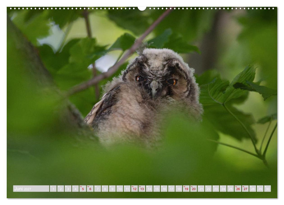 Eulen und Greifvögel - Majestätische Vogelwelt (CALVENDO Wandkalender 2027)