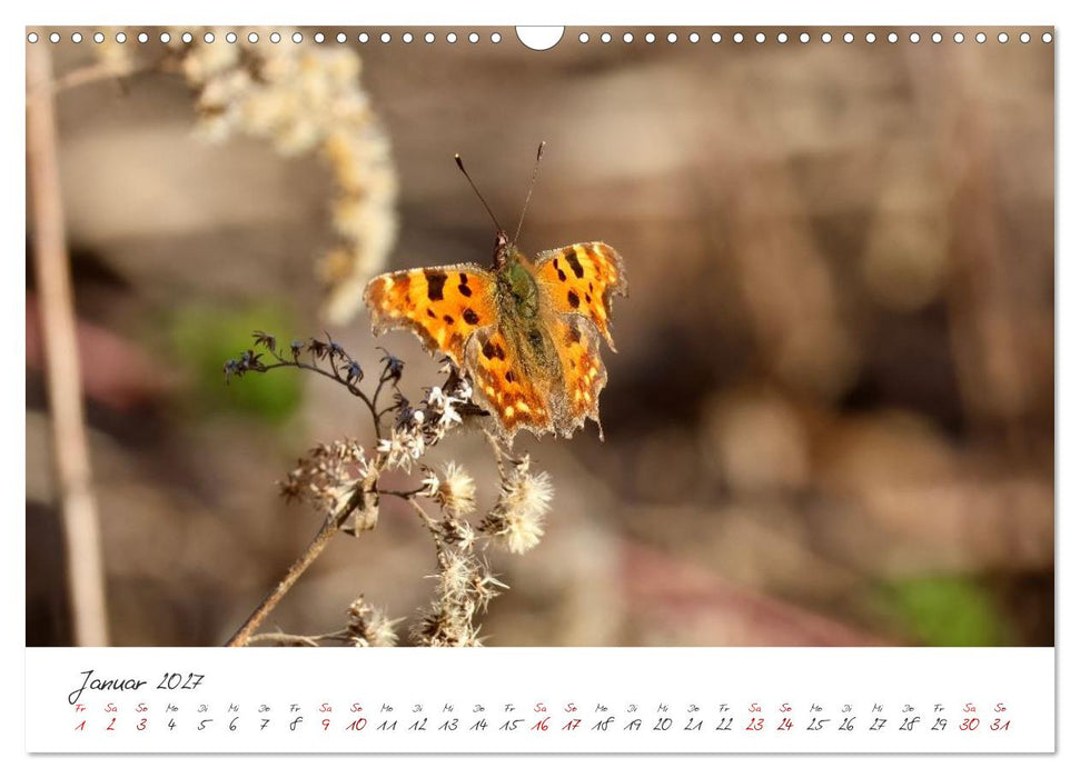 Flügel der Farben – Die faszinierende Welt der Schmetterlinge (CALVENDO Wandkalender 2027)