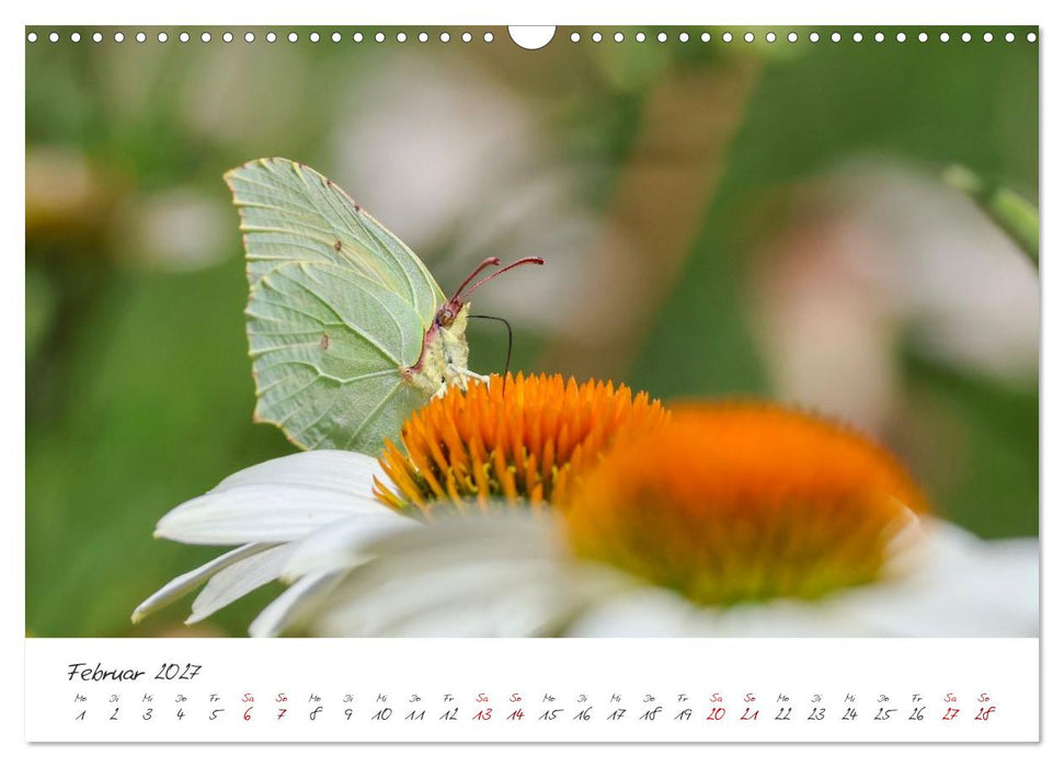 Flügel der Farben – Die faszinierende Welt der Schmetterlinge (CALVENDO Wandkalender 2027)