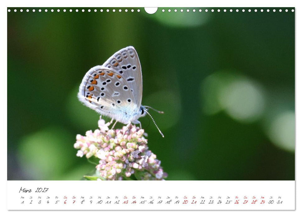 Flügel der Farben – Die faszinierende Welt der Schmetterlinge (CALVENDO Wandkalender 2027)