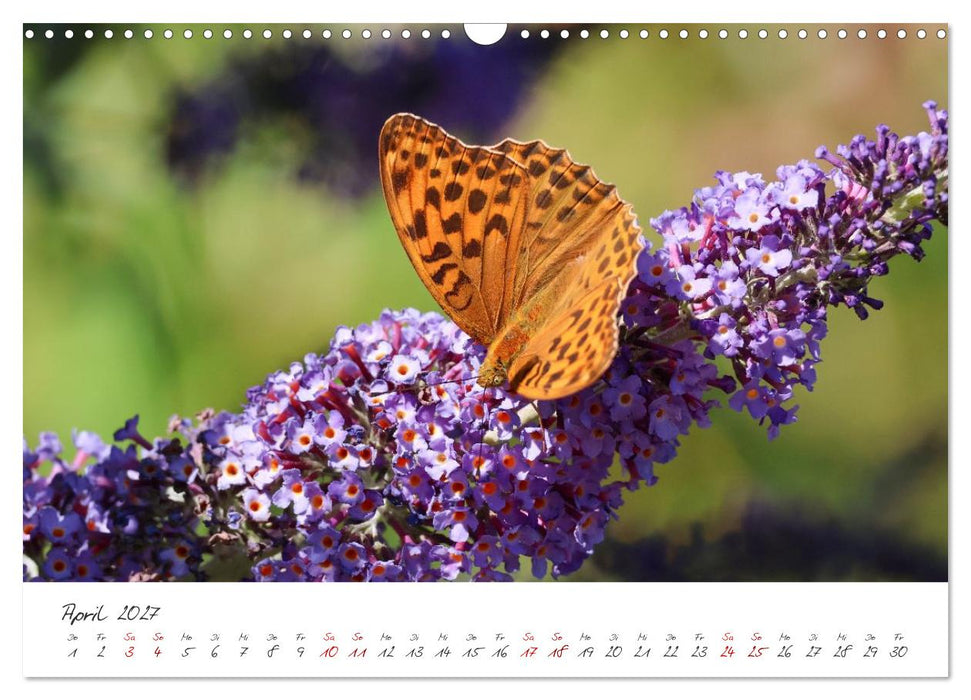 Flügel der Farben – Die faszinierende Welt der Schmetterlinge (CALVENDO Wandkalender 2027)