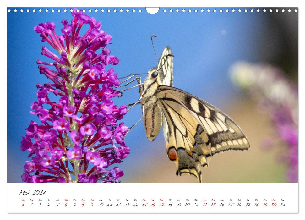 Flügel der Farben – Die faszinierende Welt der Schmetterlinge (CALVENDO Wandkalender 2027)