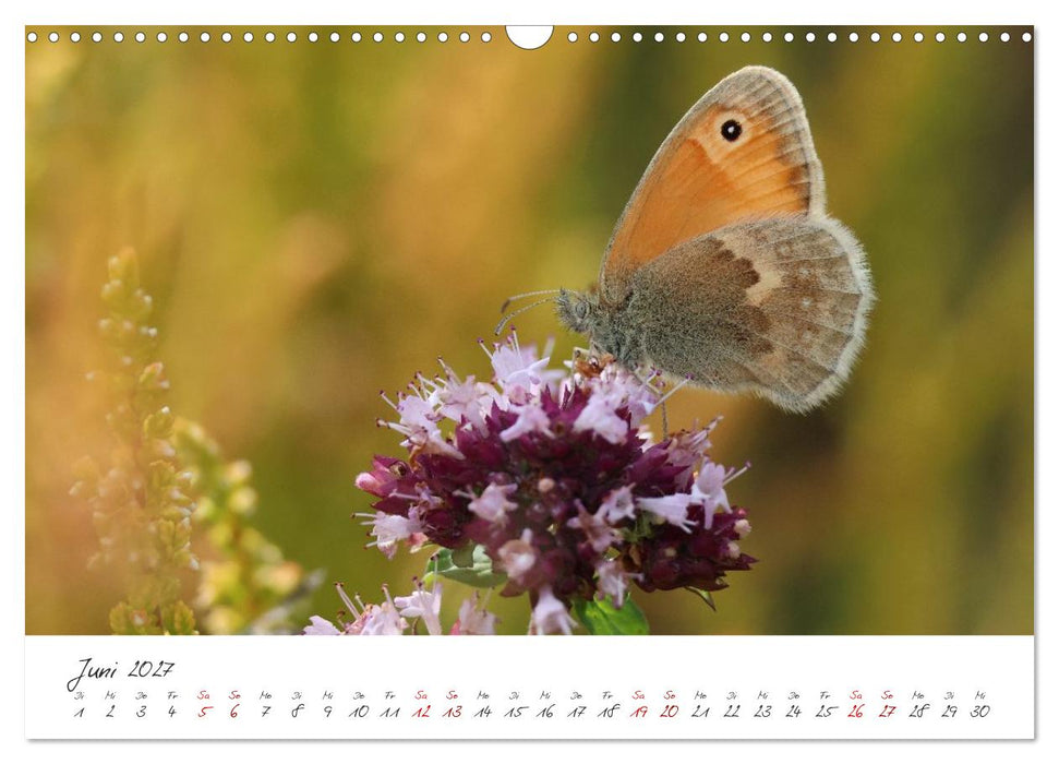 Flügel der Farben – Die faszinierende Welt der Schmetterlinge (CALVENDO Wandkalender 2027)