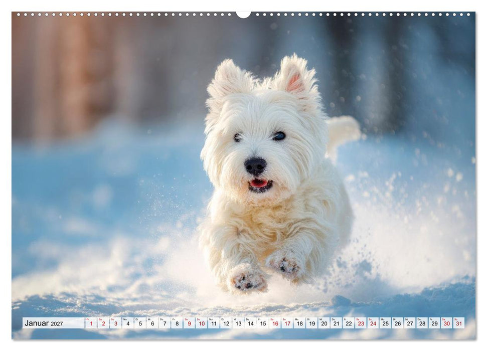 Westies zum Verlieben (CALVENDO Premium Wandkalender 2027)