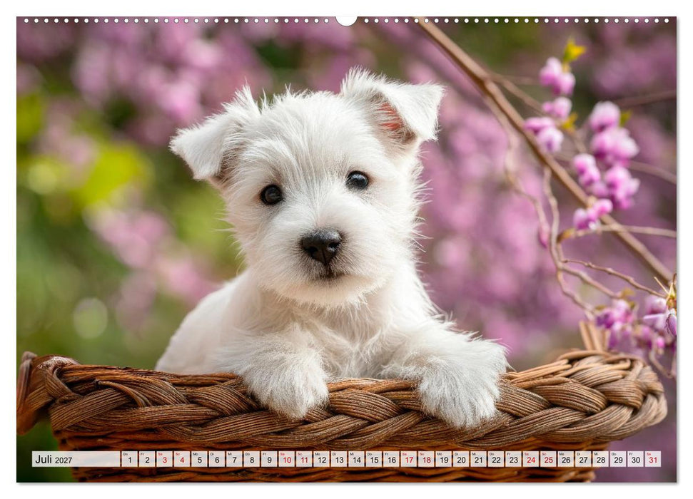 Westies zum Verlieben (CALVENDO Premium Wandkalender 2027)