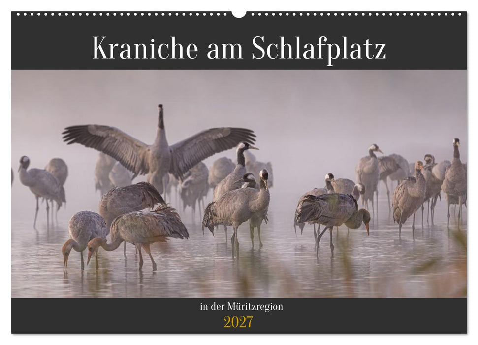 Kraniche am Schlafplatz in der Müritzregion (CALVENDO Wandkalender 2027)