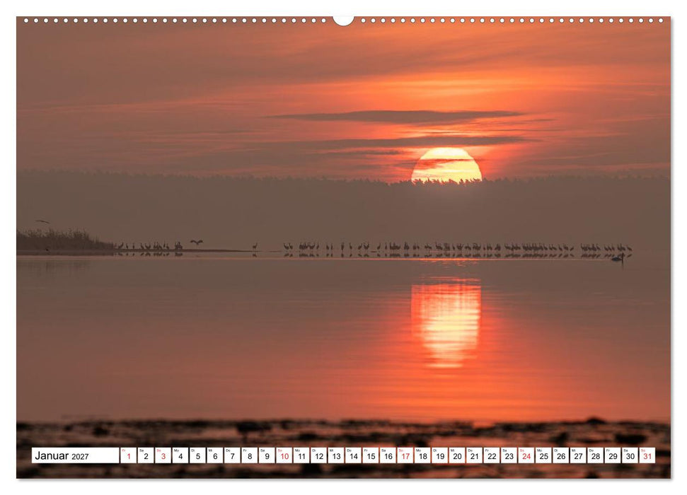 Kraniche am Schlafplatz in der Müritzregion (CALVENDO Wandkalender 2027)