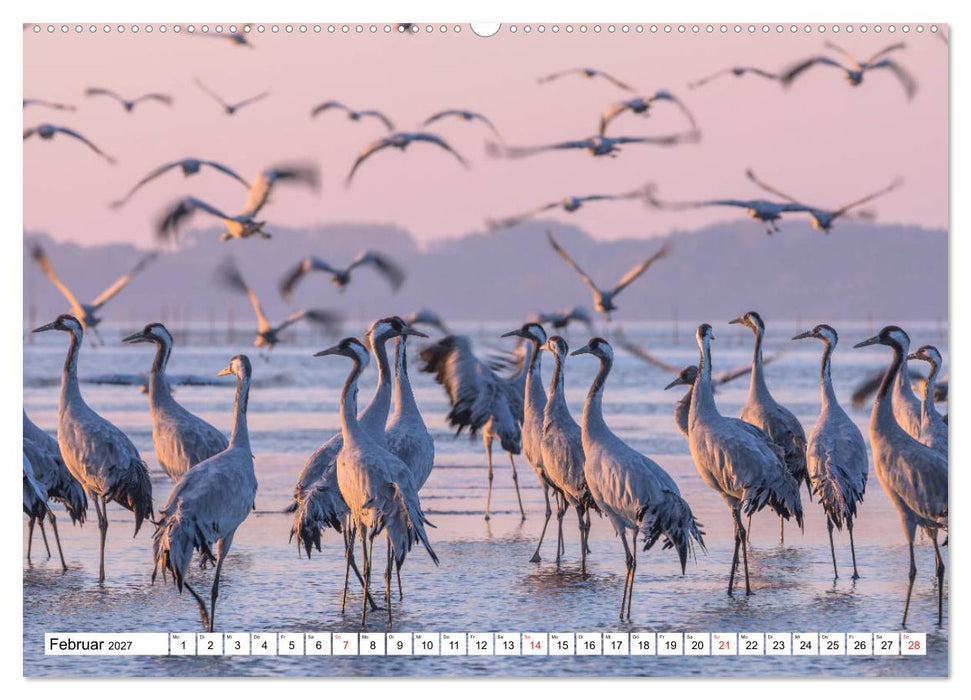 Kraniche am Schlafplatz in der Müritzregion (CALVENDO Wandkalender 2027)