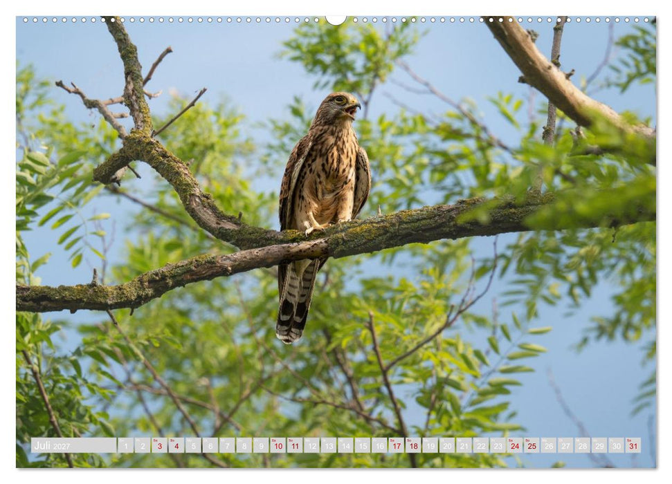 Eulen und Greifvögel - Majestätische Vogelwelt (CALVENDO Premium Wandkalender 2027)