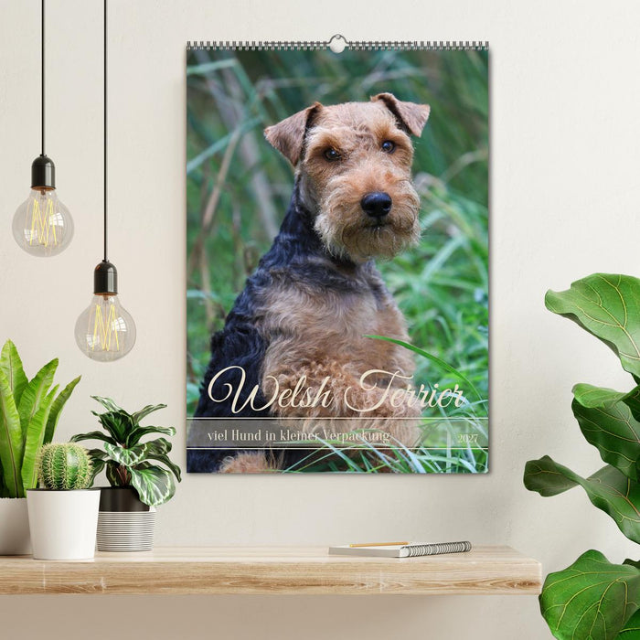 Welsh Terrier - viel Hund in kleiner Verpackung (CALVENDO Wandkalender 2027)