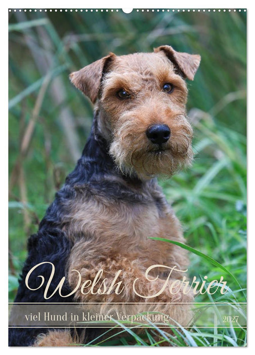 Welsh Terrier - viel Hund in kleiner Verpackung (CALVENDO Wandkalender 2027)
