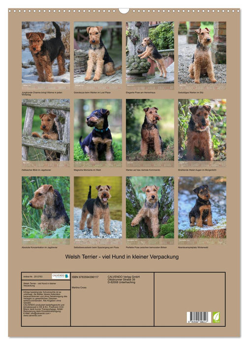 Welsh Terrier - viel Hund in kleiner Verpackung (CALVENDO Wandkalender 2027)