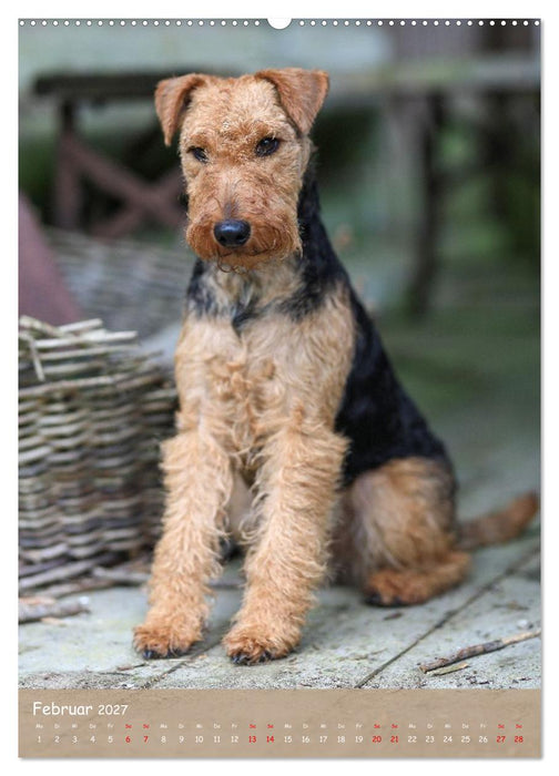Welsh Terrier - viel Hund in kleiner Verpackung (CALVENDO Wandkalender 2027)