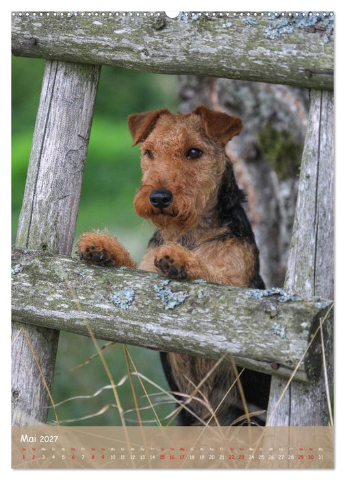 Welsh Terrier - viel Hund in kleiner Verpackung (CALVENDO Wandkalender 2027)