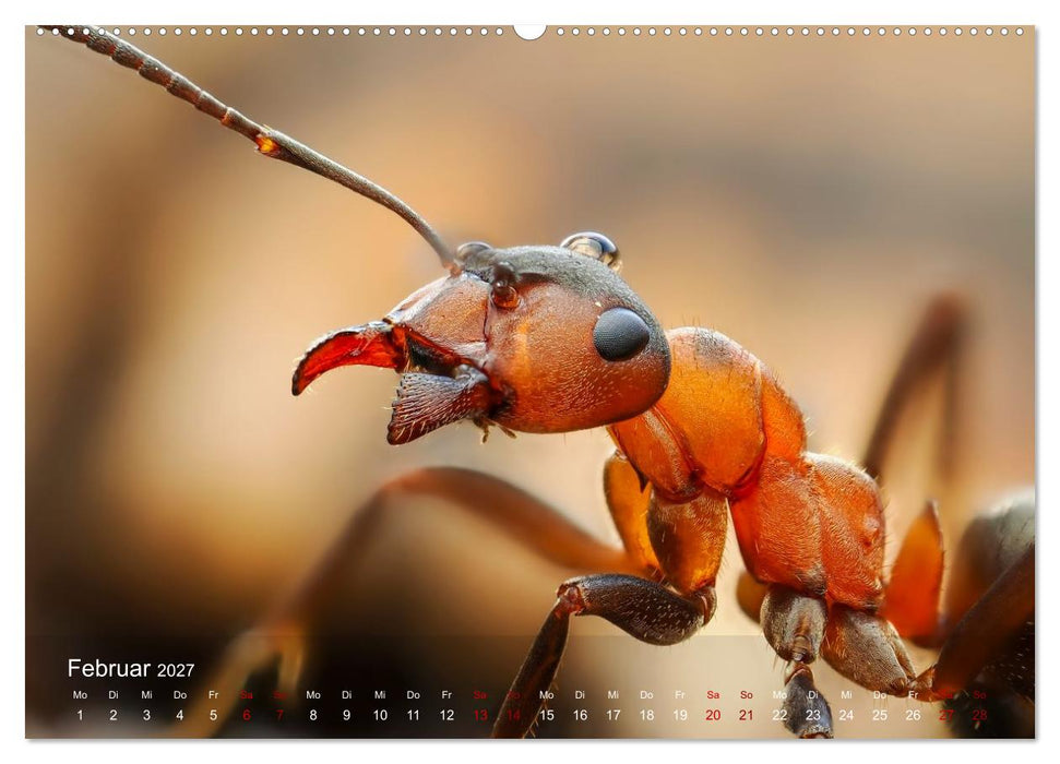 Was gibt's denn hier zu sehen? (CALVENDO Premium Wandkalender 2027)