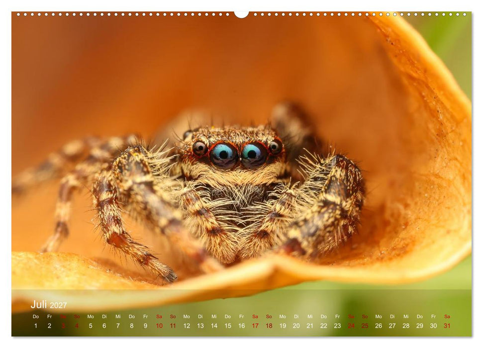 Was gibt's denn hier zu sehen? (CALVENDO Premium Wandkalender 2027)