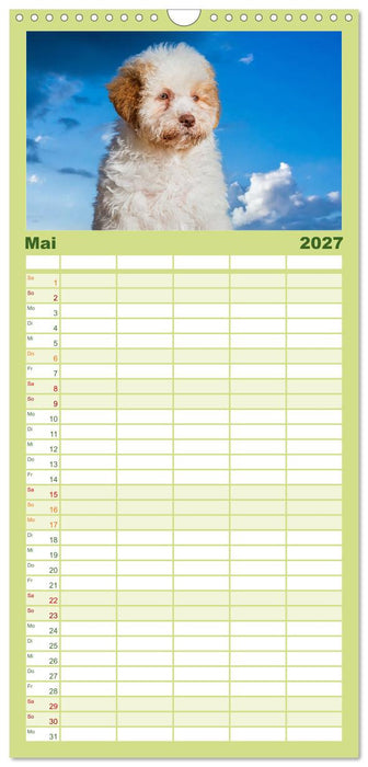 Lagotto Romagnolo - die Trüffelsucher Italiens (CALVENDO Familienplaner 2027)