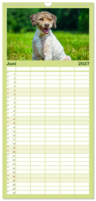 Lagotto Romagnolo - die Trüffelsucher Italiens (CALVENDO Familienplaner 2027)