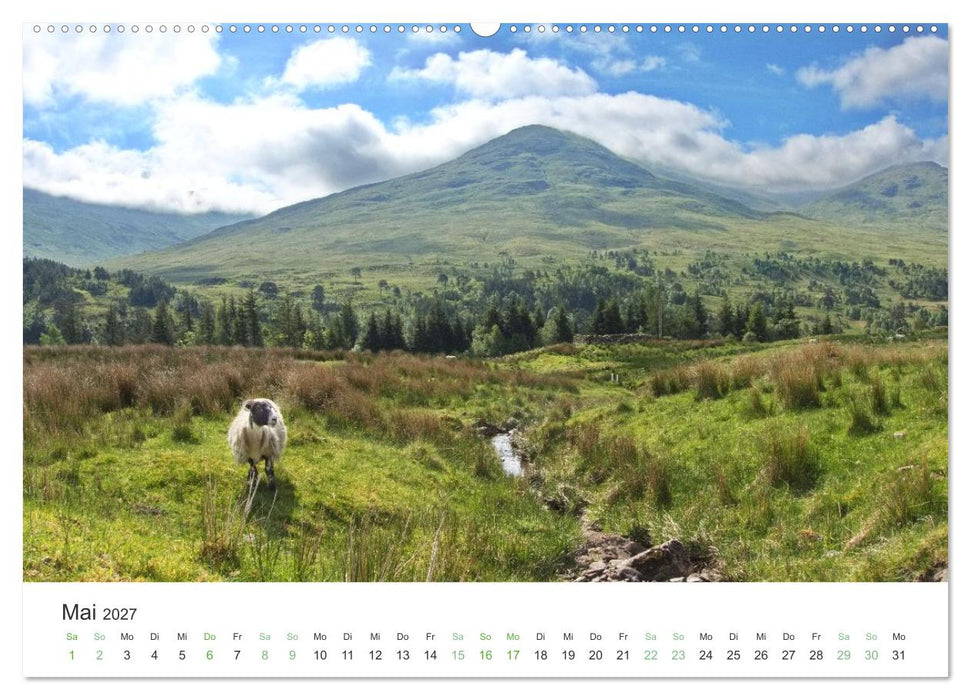 West Highland Love Kalender (CALVENDO Wandkalender 2027)