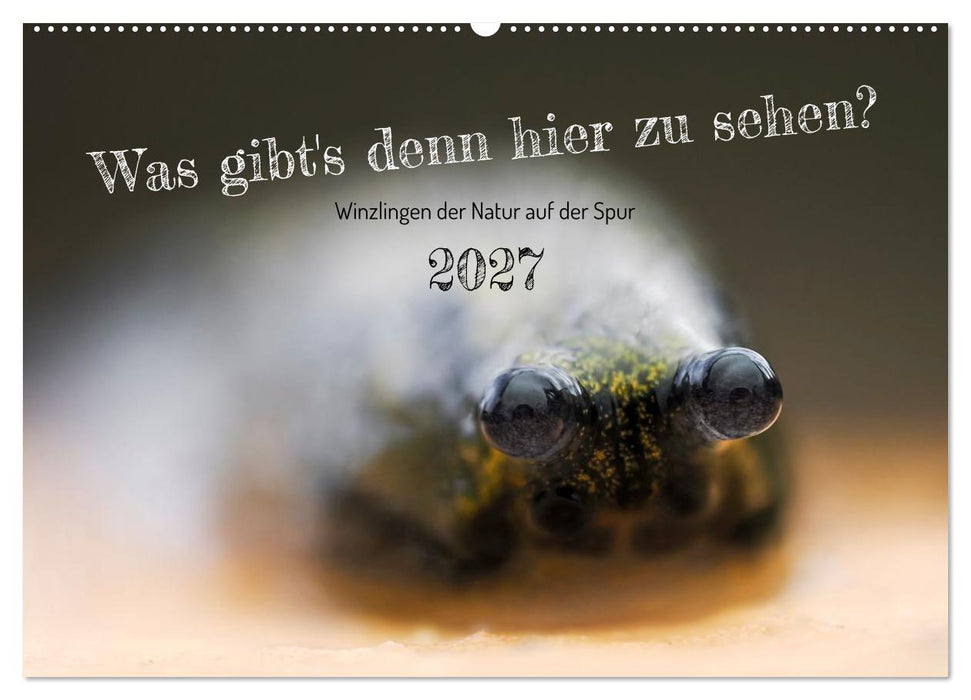 Was gibt's denn hier zu sehen? (CALVENDO Wandkalender 2027)