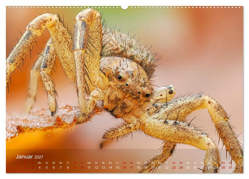 Was gibt's denn hier zu sehen? (CALVENDO Wandkalender 2027)