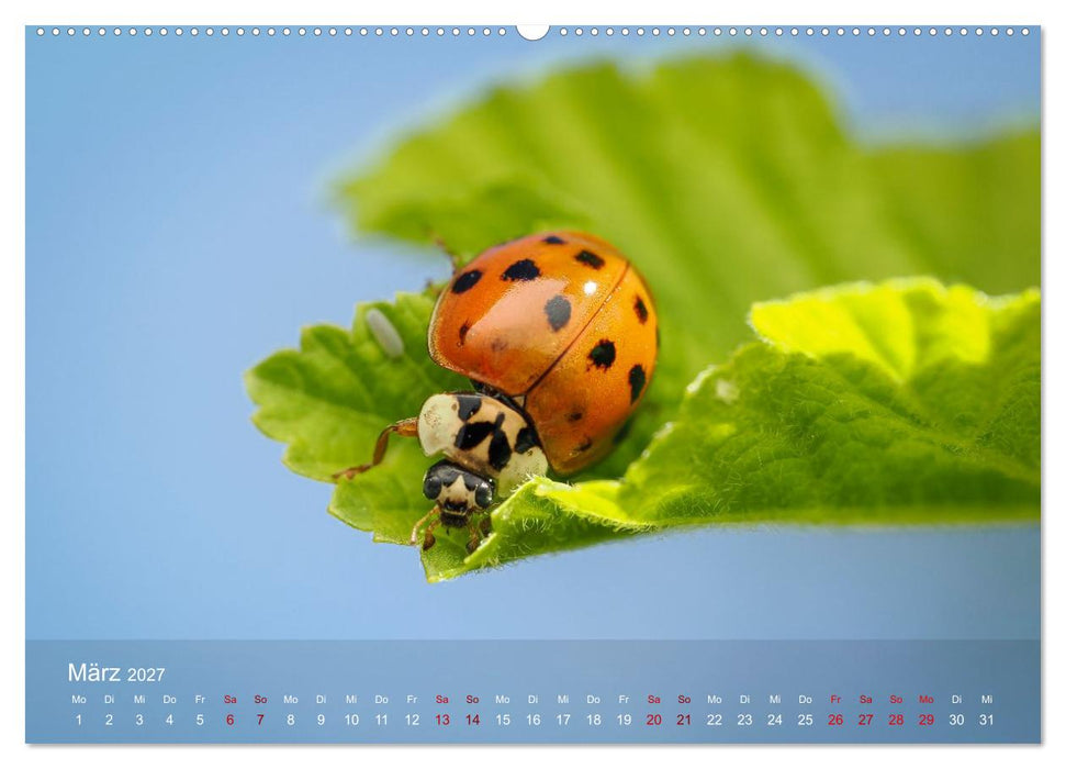Was gibt's denn hier zu sehen? (CALVENDO Wandkalender 2027)