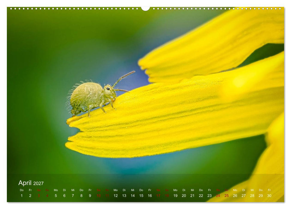 Was gibt's denn hier zu sehen? (CALVENDO Wandkalender 2027)