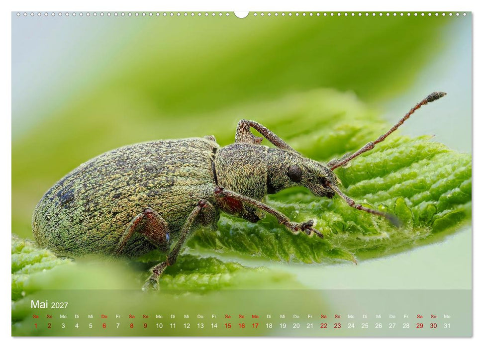 Was gibt's denn hier zu sehen? (CALVENDO Wandkalender 2027)