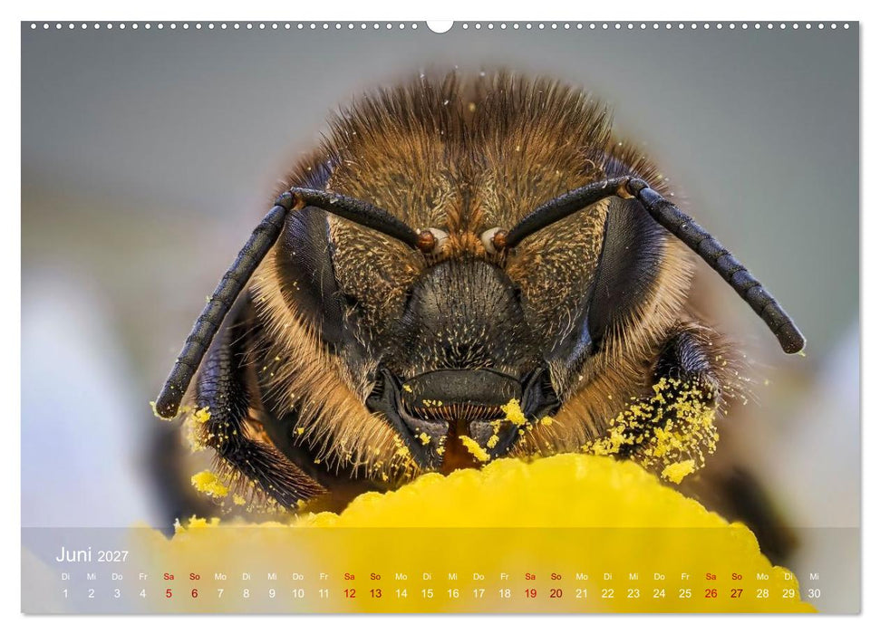 Was gibt's denn hier zu sehen? (CALVENDO Wandkalender 2027)