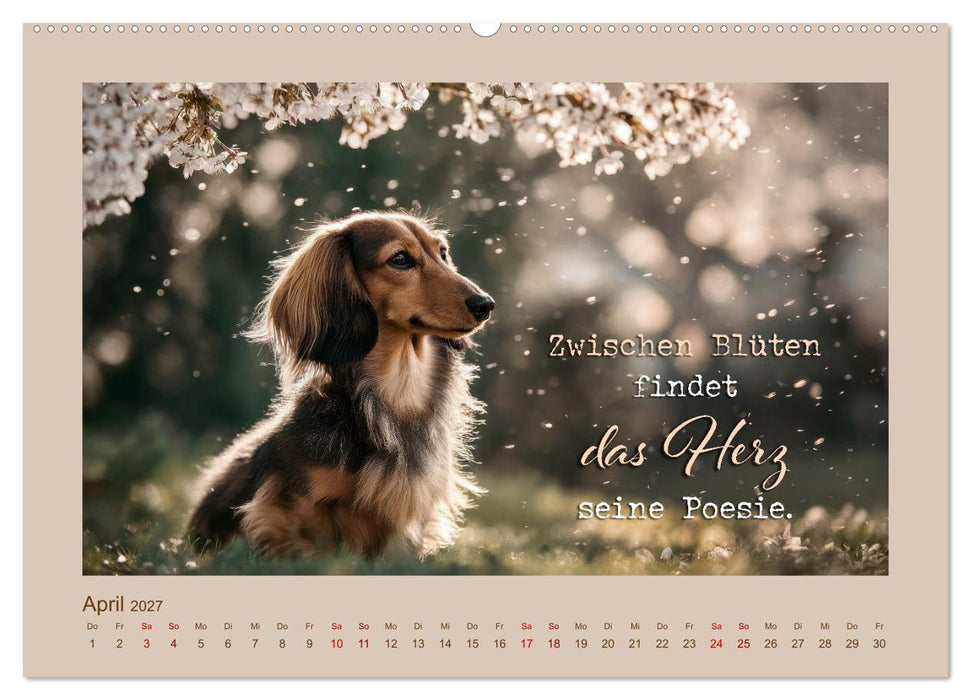 Dackelpoesie - Augenblicke voller Seele (CALVENDO Wandkalender 2027)