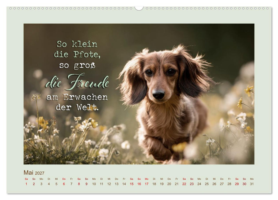 Dackelpoesie - Augenblicke voller Seele (CALVENDO Wandkalender 2027)