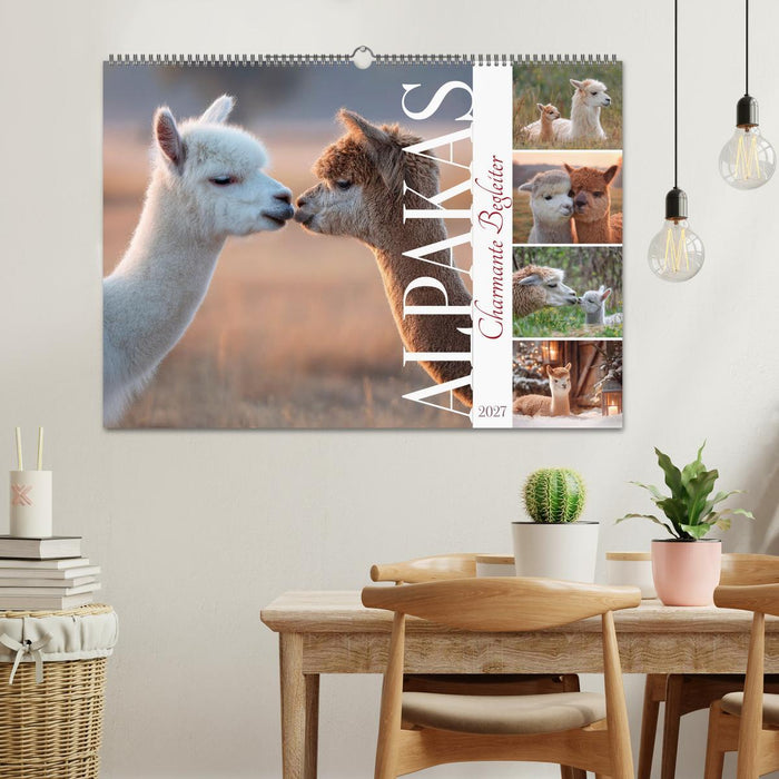 Alpakas - Charmante Begleiter (CALVENDO Wandkalender 2027)