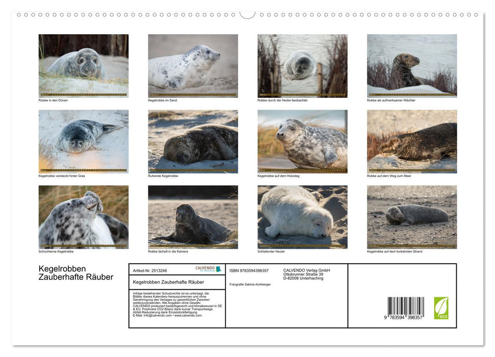 Kegelrobben Zauberhafte Räuber (CALVENDO Premium Wandkalender 2027)