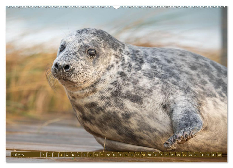 Kegelrobben Zauberhafte Räuber (CALVENDO Premium Wandkalender 2027)