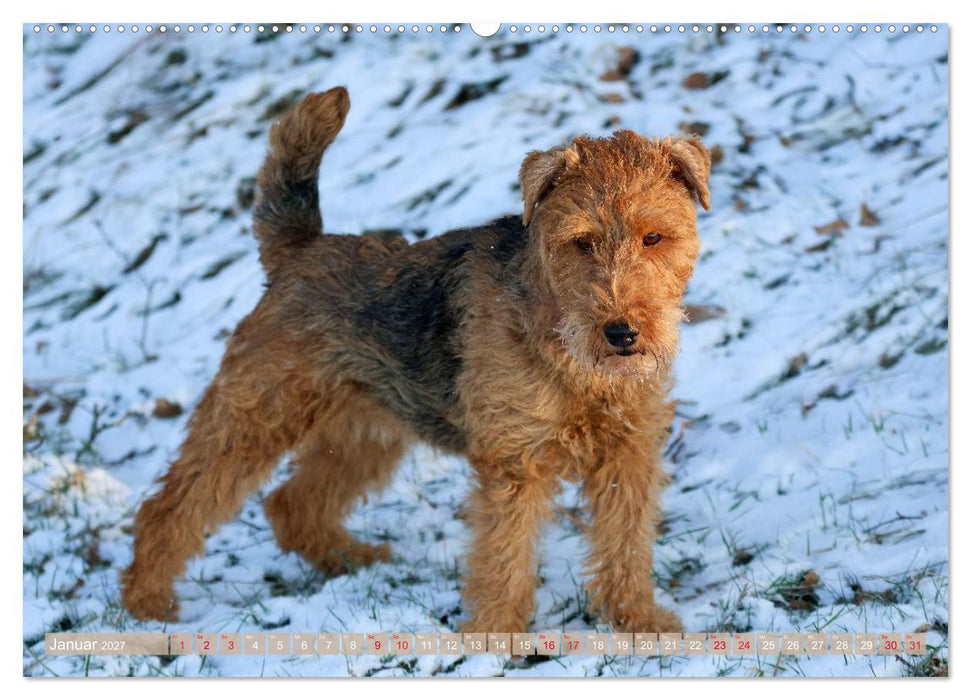 Welsh Terrier - treue Gefährten und vielseitige Jäger (CALVENDO Premium Wandkalender 2027)