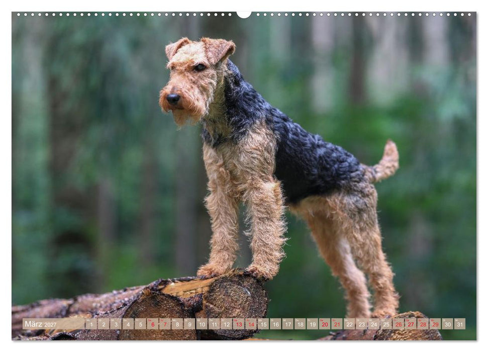 Welsh Terrier - treue Gefährten und vielseitige Jäger (CALVENDO Premium Wandkalender 2027)