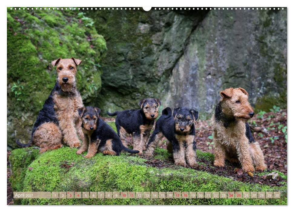 Welsh Terrier - treue Gefährten und vielseitige Jäger (CALVENDO Premium Wandkalender 2027)