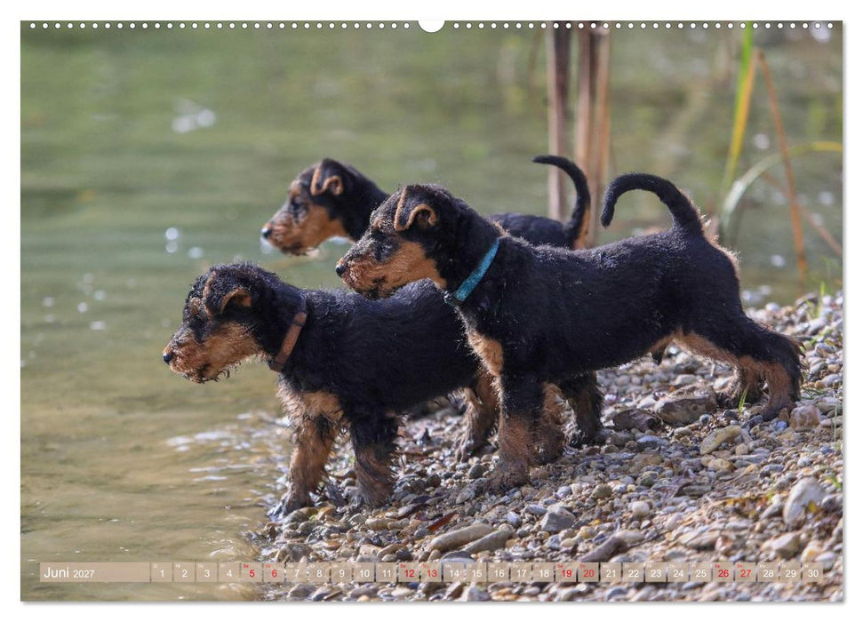 Welsh Terrier - treue Gefährten und vielseitige Jäger (CALVENDO Premium Wandkalender 2027)