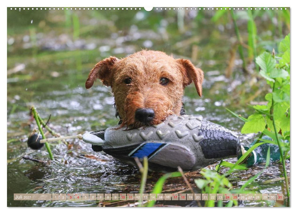 Welsh Terrier - treue Gefährten und vielseitige Jäger (CALVENDO Premium Wandkalender 2027)