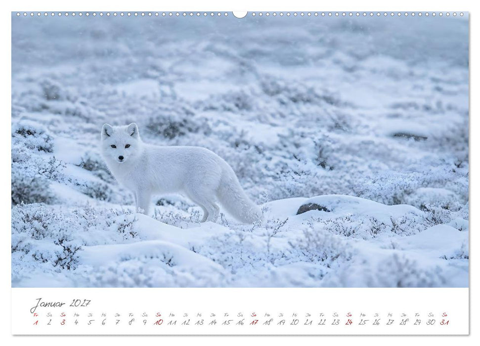 Tierisch gut versteckt - Zwölf Tiere, die mit ihrer Umgebung verschmelzen (CALVENDO Wandkalender 2027)