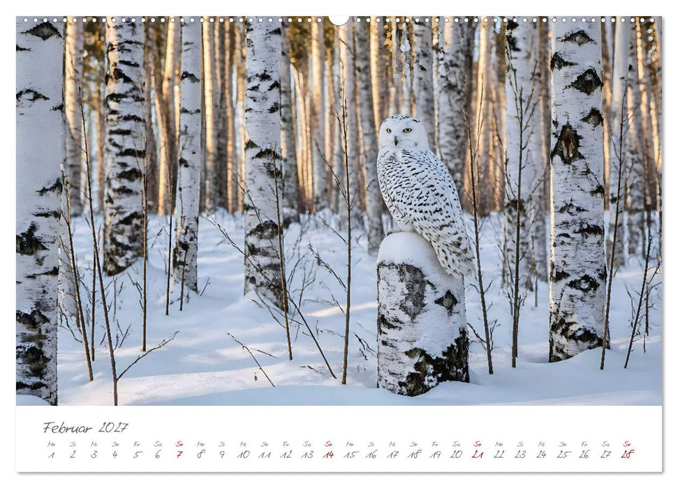 Tierisch gut versteckt - Zwölf Tiere, die mit ihrer Umgebung verschmelzen (CALVENDO Wandkalender 2027)