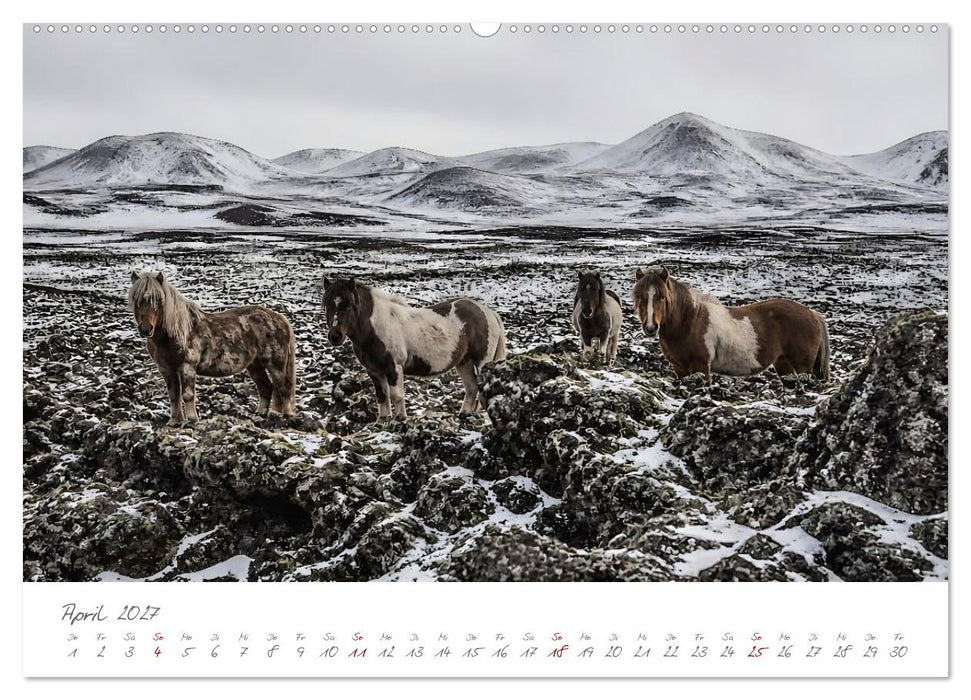 Tierisch gut versteckt - Zwölf Tiere, die mit ihrer Umgebung verschmelzen (CALVENDO Wandkalender 2027)