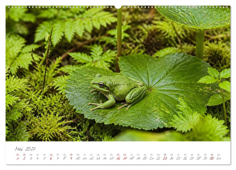 Tierisch gut versteckt - Zwölf Tiere, die mit ihrer Umgebung verschmelzen (CALVENDO Wandkalender 2027)