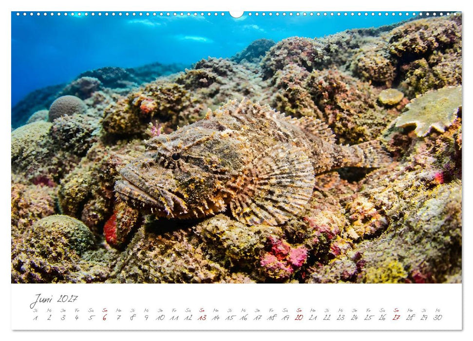 Tierisch gut versteckt - Zwölf Tiere, die mit ihrer Umgebung verschmelzen (CALVENDO Wandkalender 2027)