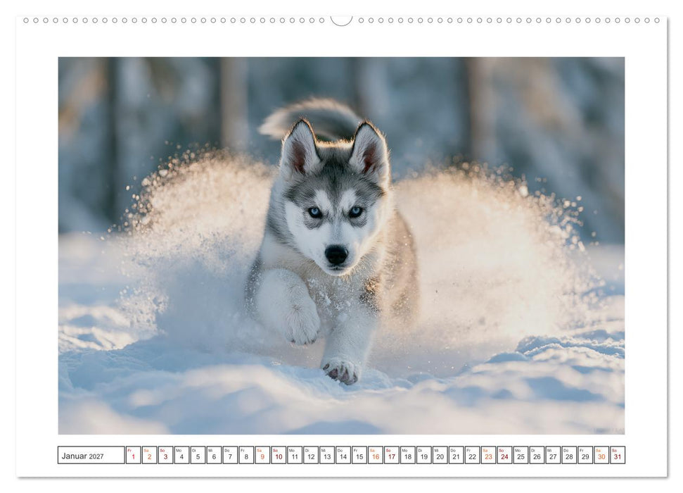 Herzklopfen auf vier Pfoden (CALVENDO Premium Wandkalender 2027)