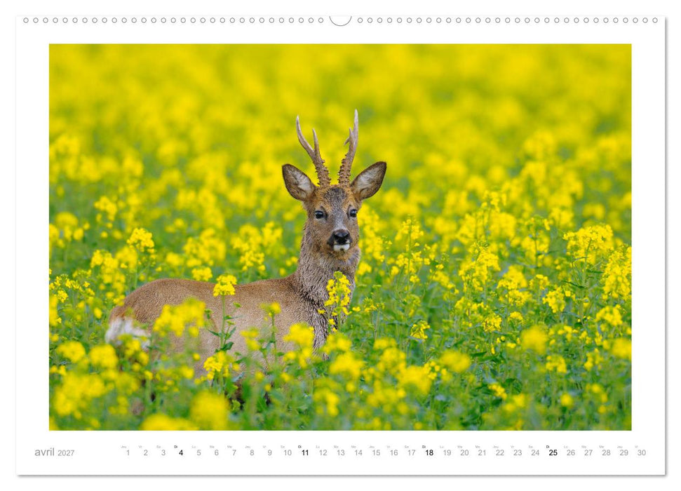 Un an avec des chevreuils (CALVENDO Calendrier supérieur 2027)