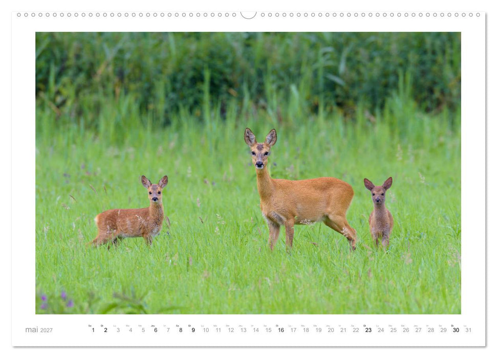 Un an avec des chevreuils (CALVENDO Calendrier supérieur 2027)