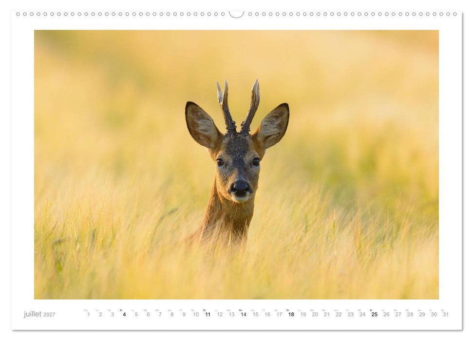 Un an avec des chevreuils (CALVENDO Calendrier supérieur 2027)
