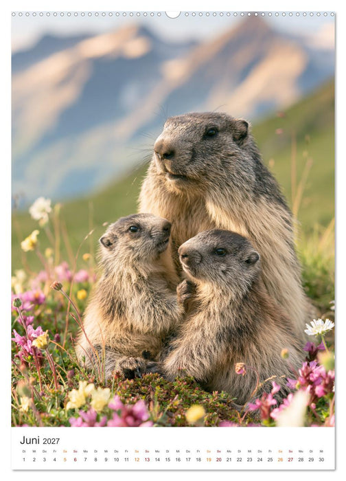 Wild und wunderbar (CALVENDO Premium Wandkalender 2027)