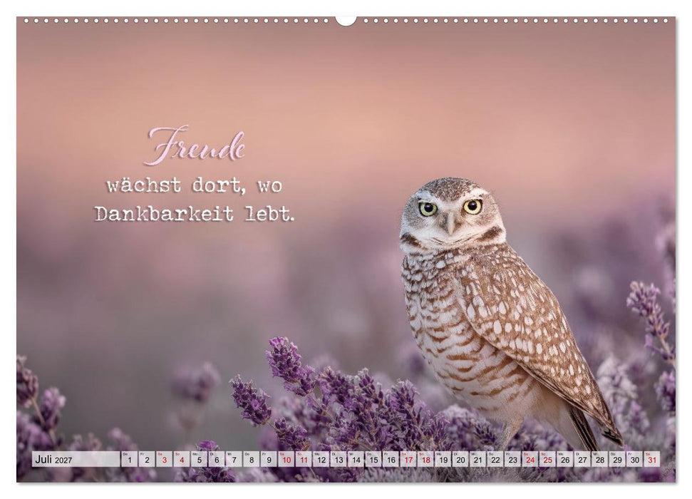 Eulen - Weisheit im Augenblick (CALVENDO Premium Wandkalender 2027)